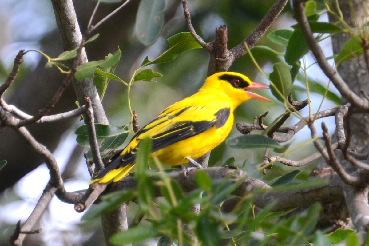 African Golden Oriole - ML625362642