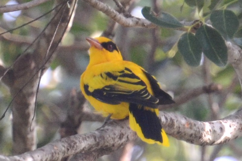 African Golden Oriole - ML625362643