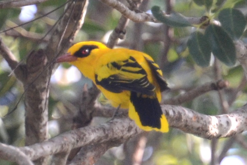 African Golden Oriole - ML625362644