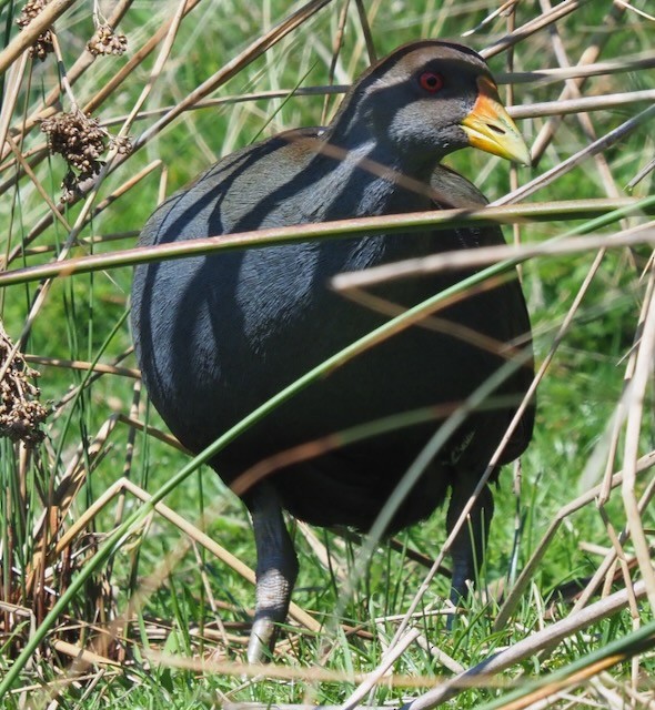 Tasmanian Nativehen - ML625362748