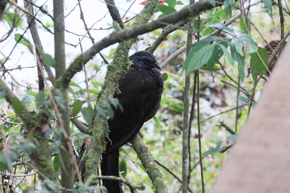 Andean Guan - ML625362752