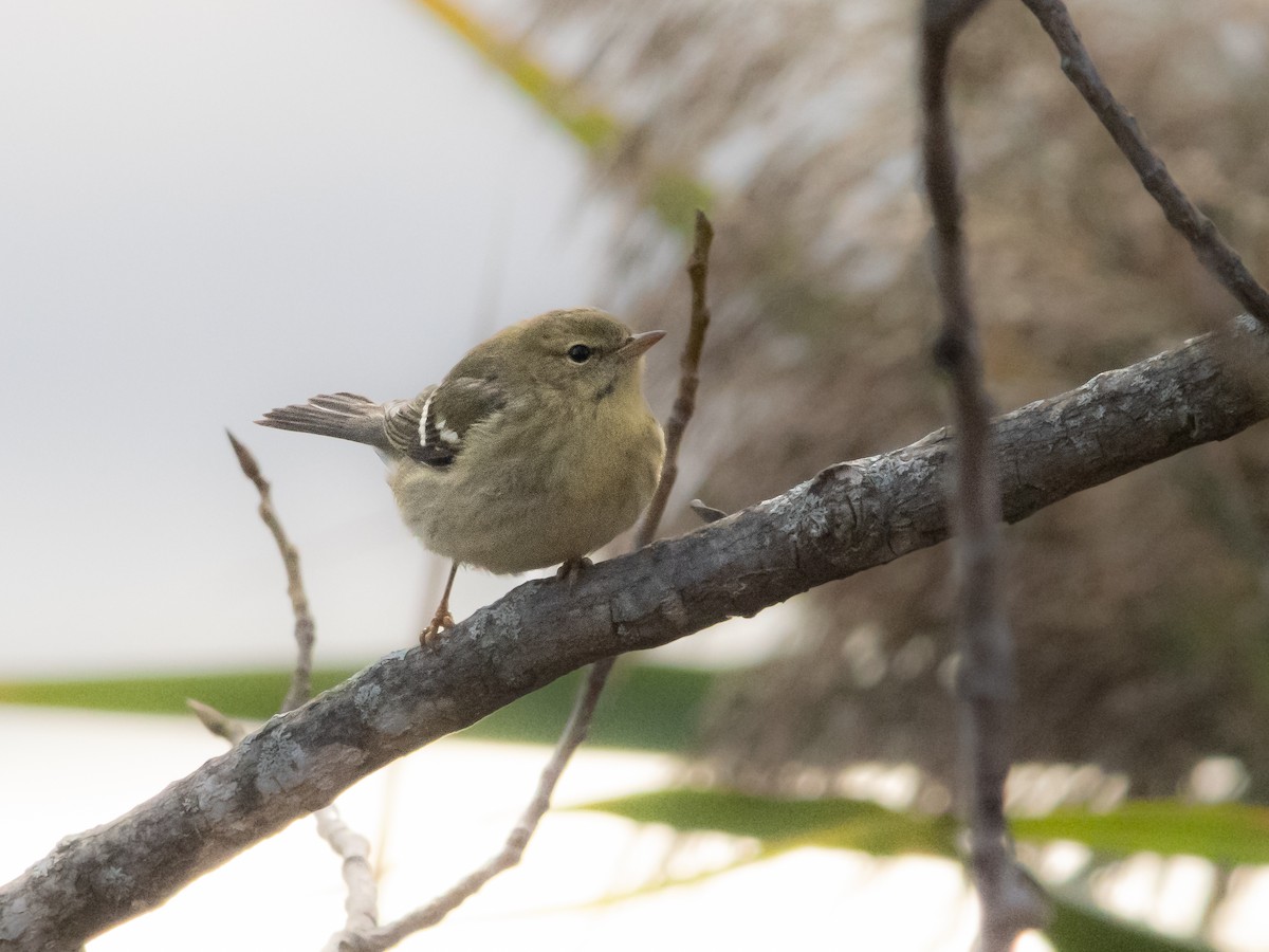 ズグロアメリカムシクイ - ML625362772