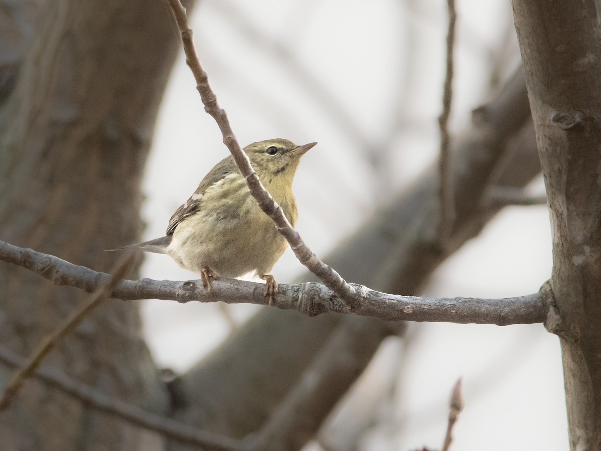 svarthetteparula - ML625362773