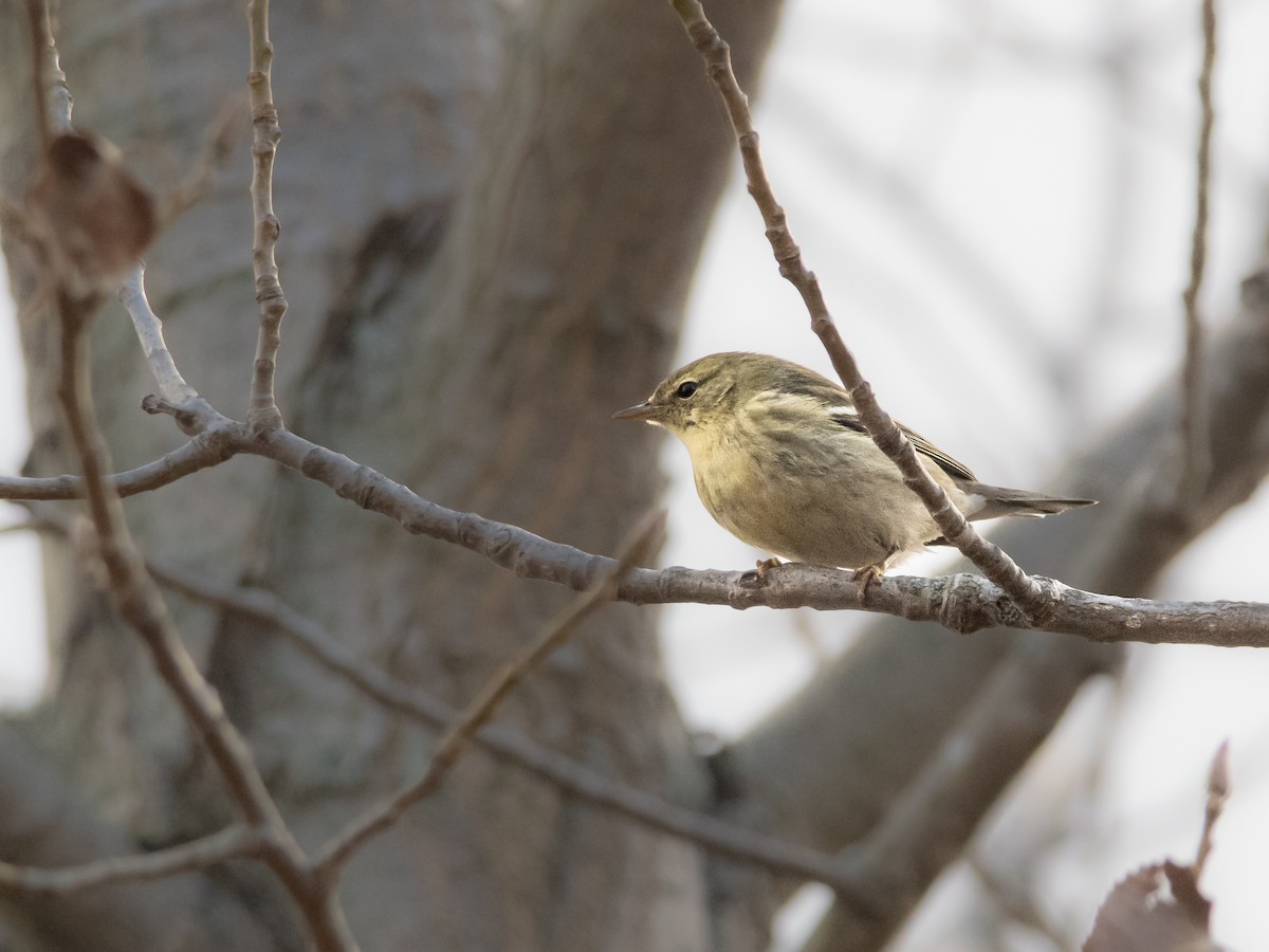 svarthetteparula - ML625362774