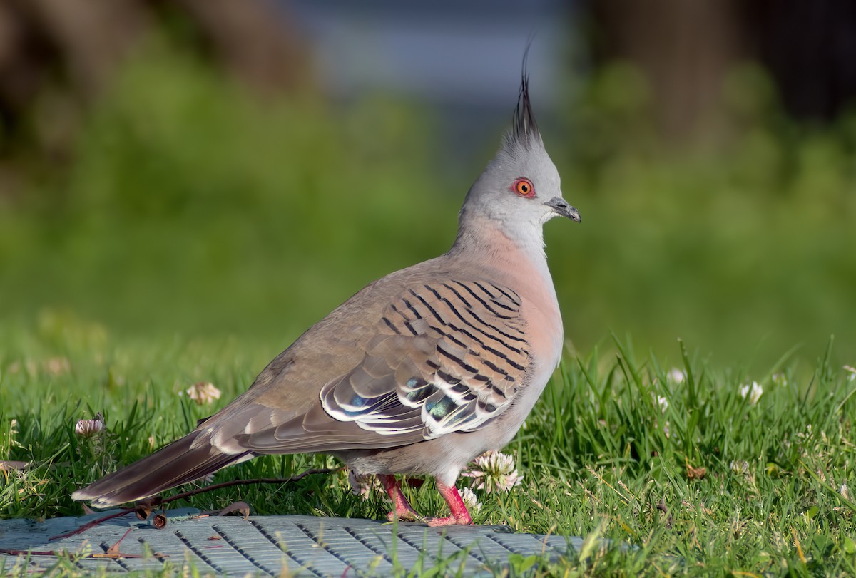 Crested Pigeon - ML625362791
