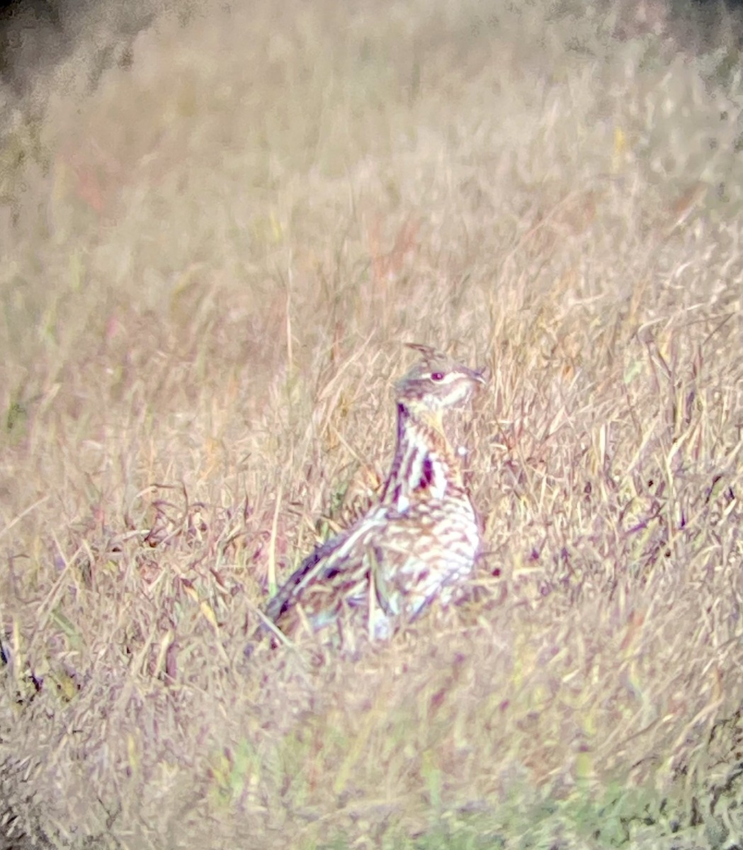 Ruffed Grouse - ML625362797