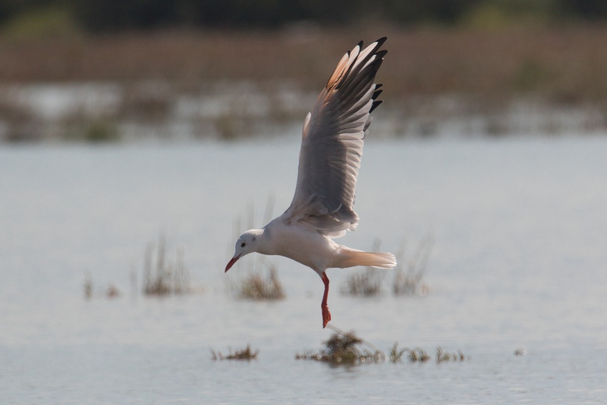 Slender-billed Gull - ML625362867