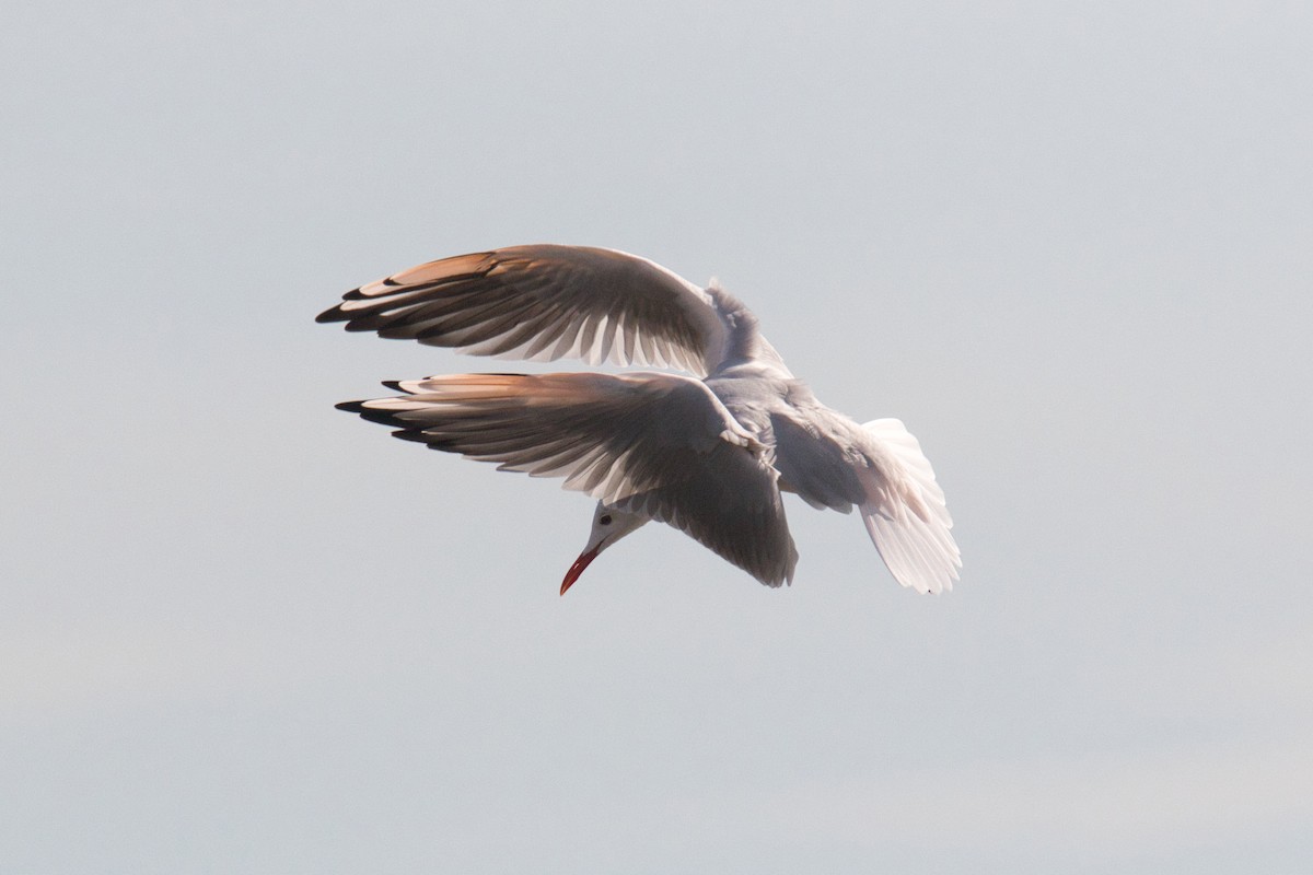 Slender-billed Gull - ML625362878