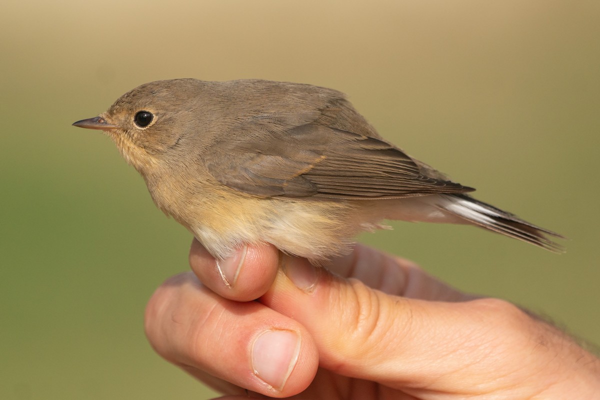 Red-breasted Flycatcher - Marcel Gil Velasco