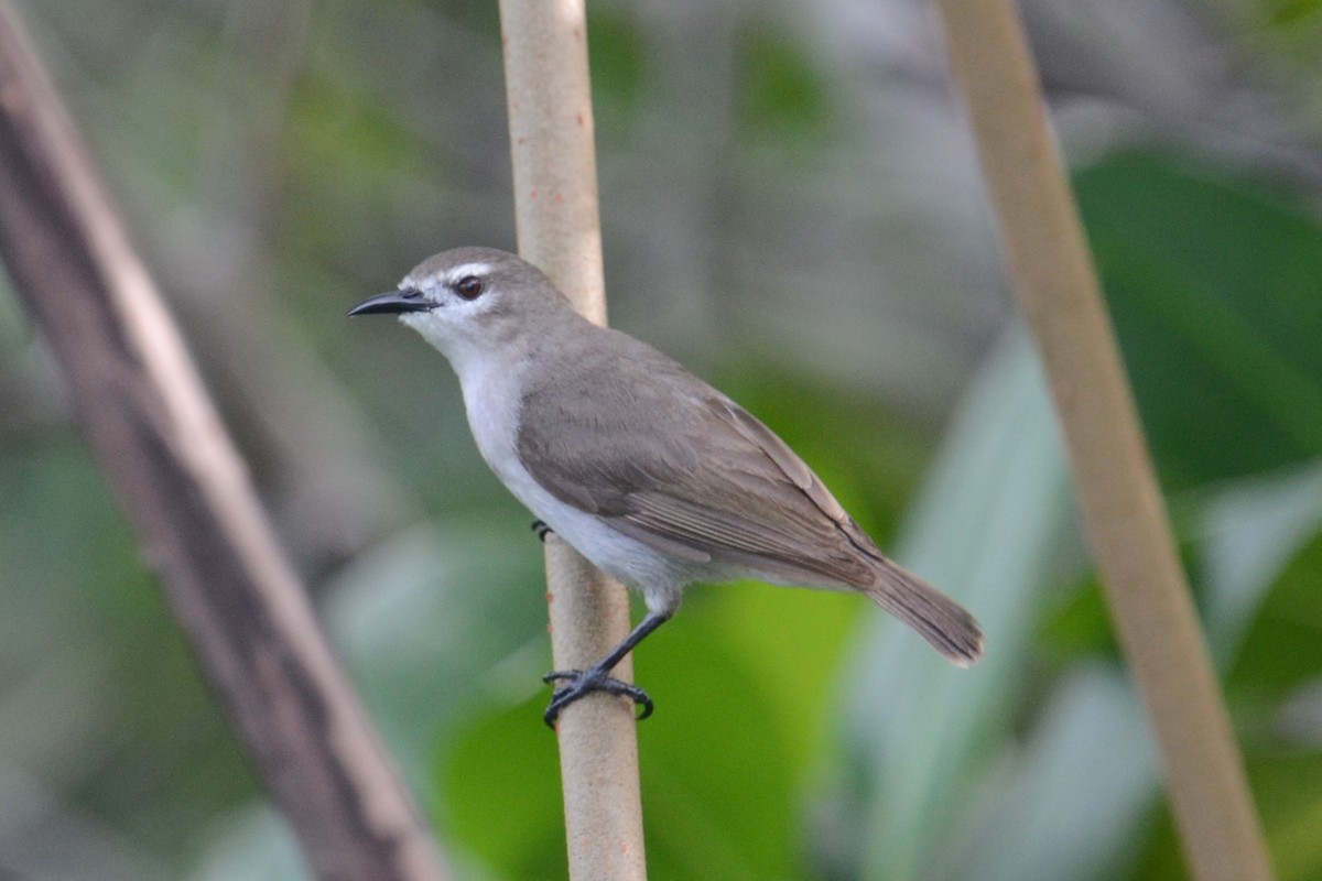 Mouse-brown Sunbird - Alain Rouge