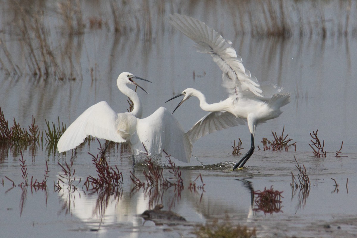 Little Egret - ML625362926