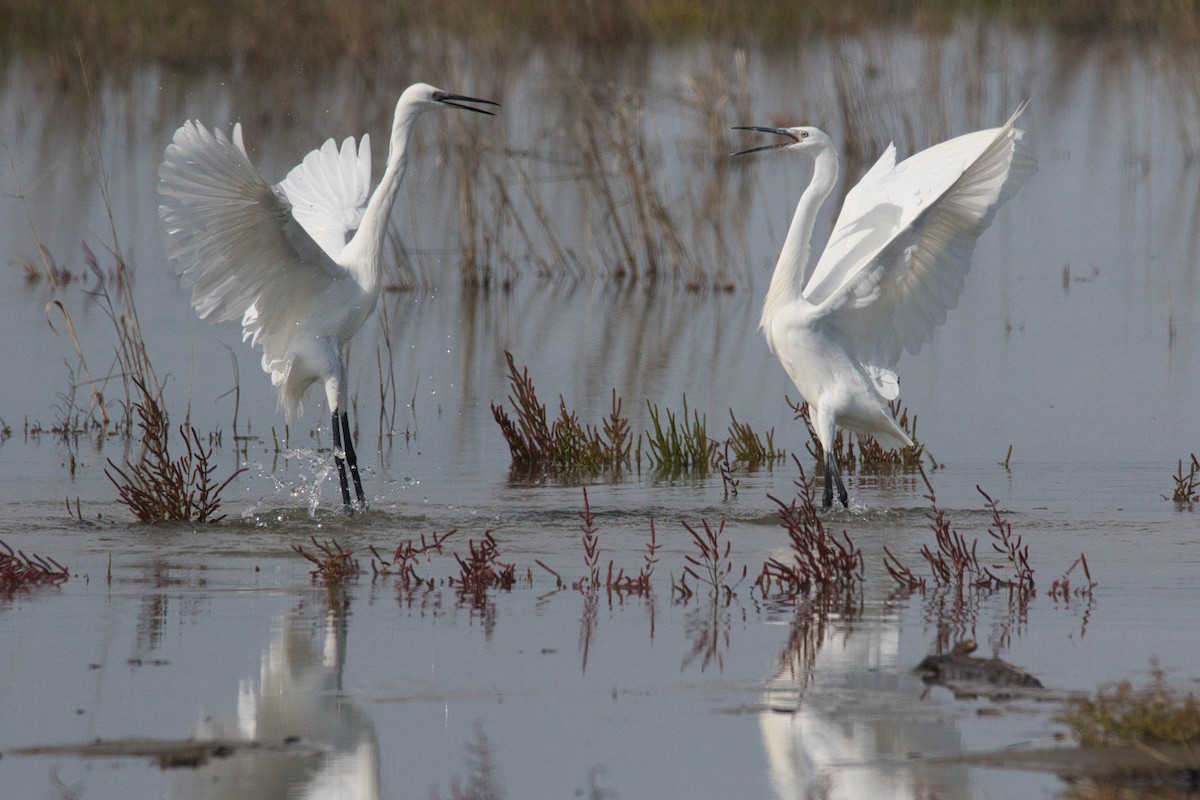Little Egret - ML625362927