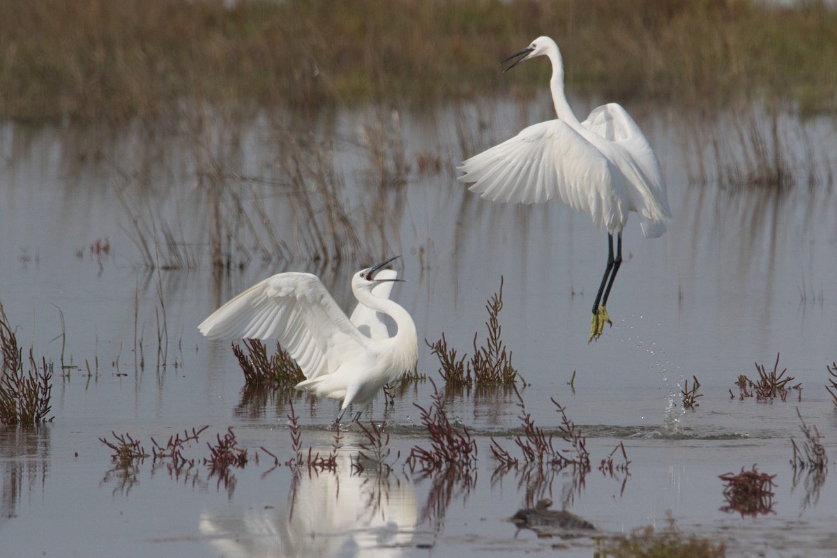 Little Egret - ML625362928
