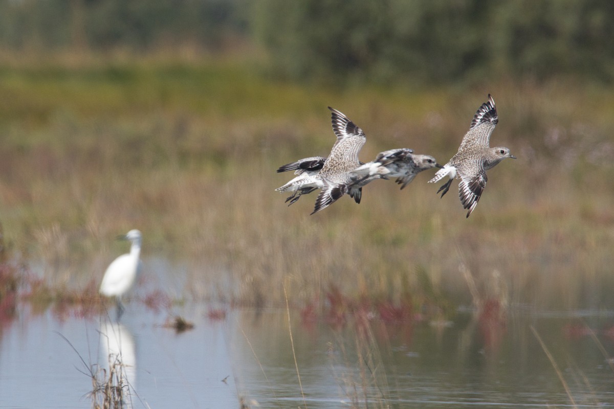 Black-bellied Plover - ML625362949