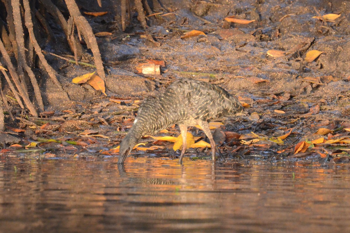 White-crested Tiger-Heron - ML625362956