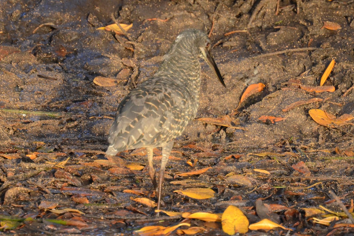 White-crested Tiger-Heron - Alain Rouge