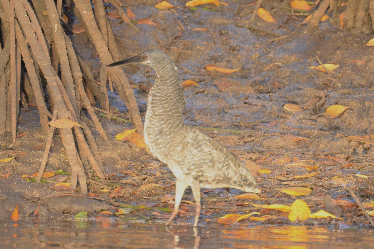 White-crested Tiger-Heron - ML625362958