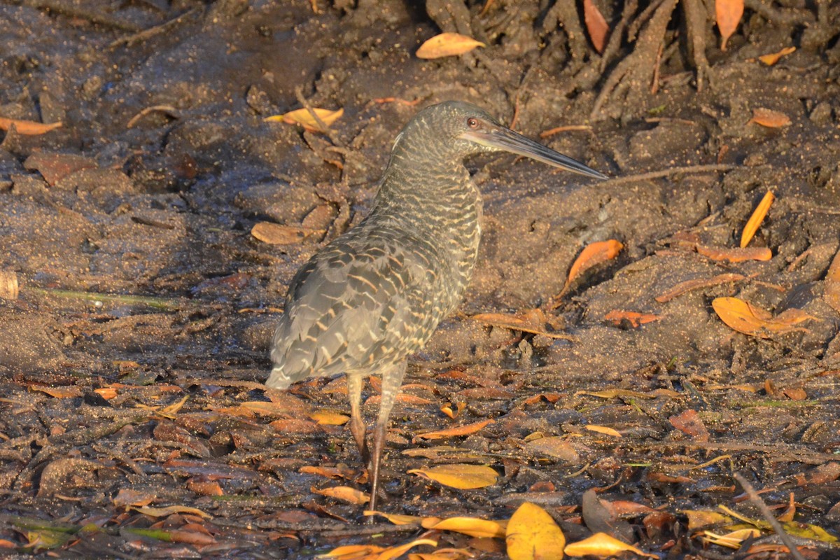 White-crested Tiger-Heron - ML625362959