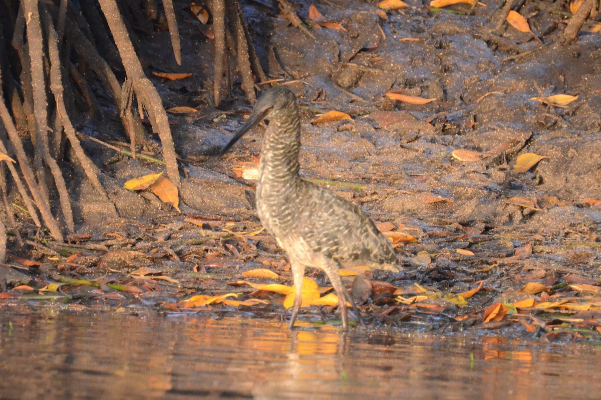 White-crested Tiger-Heron - ML625362961