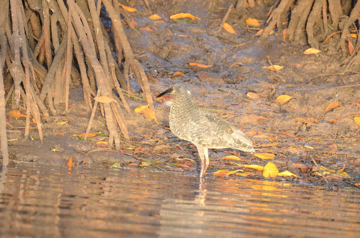 White-crested Tiger-Heron - ML625362962