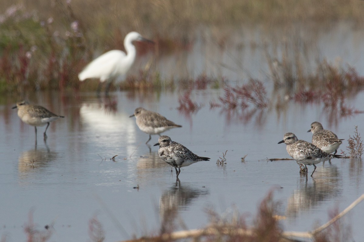 Black-bellied Plover - ML625362982
