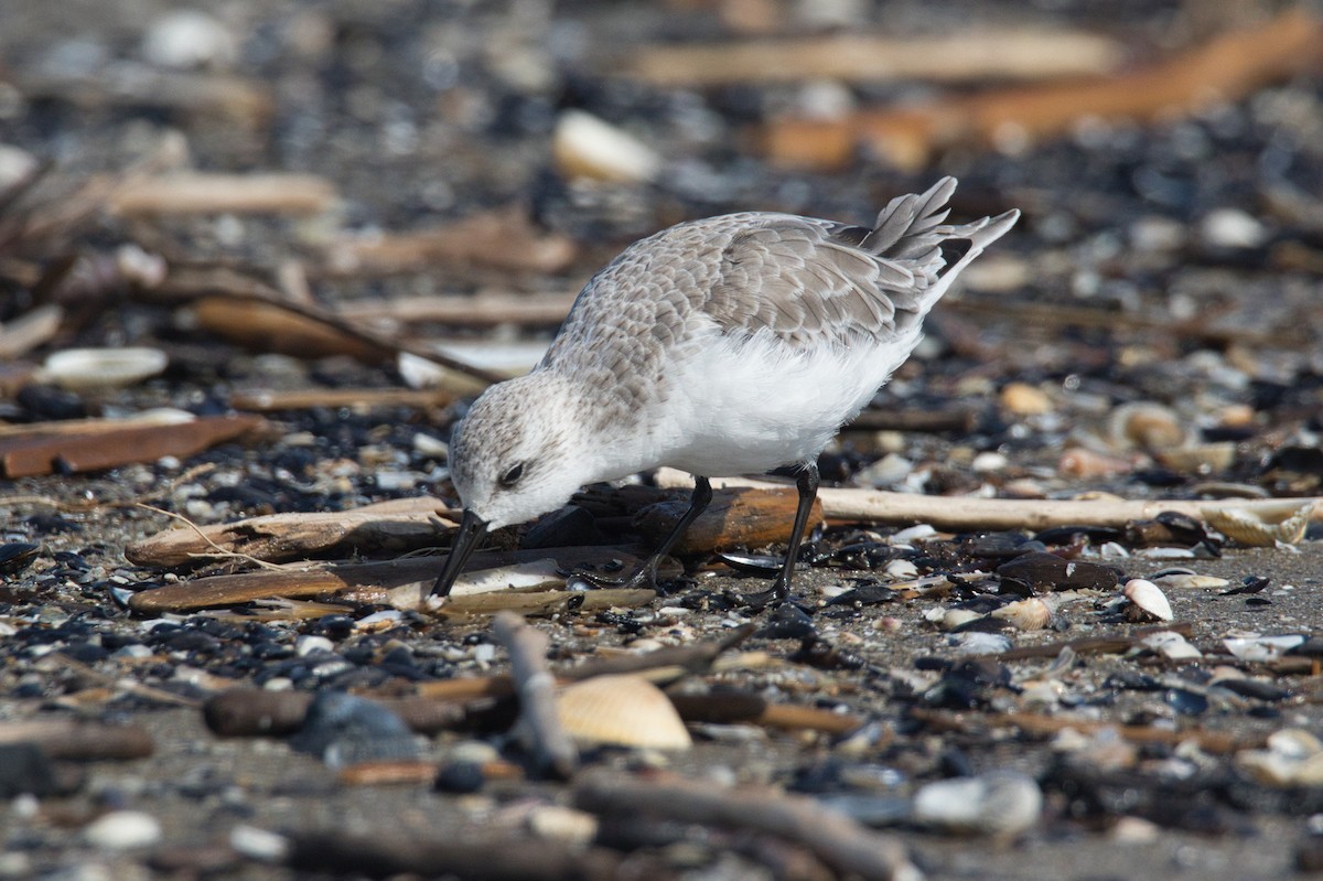 Sanderling - ML625363020