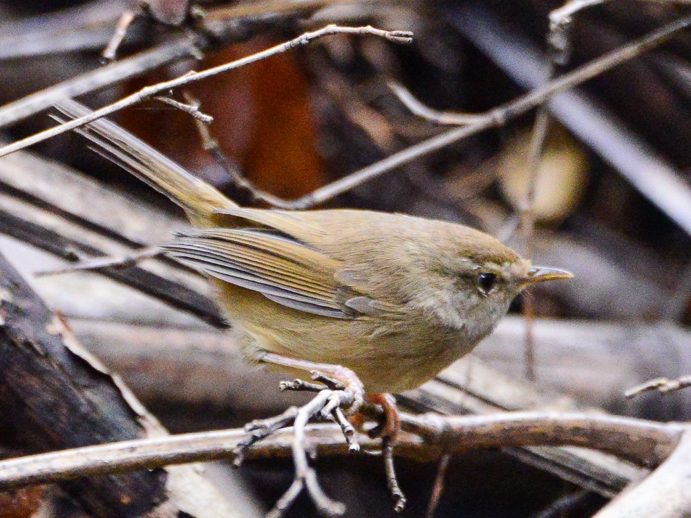 Brownish-flanked Bush Warbler - ML625363062