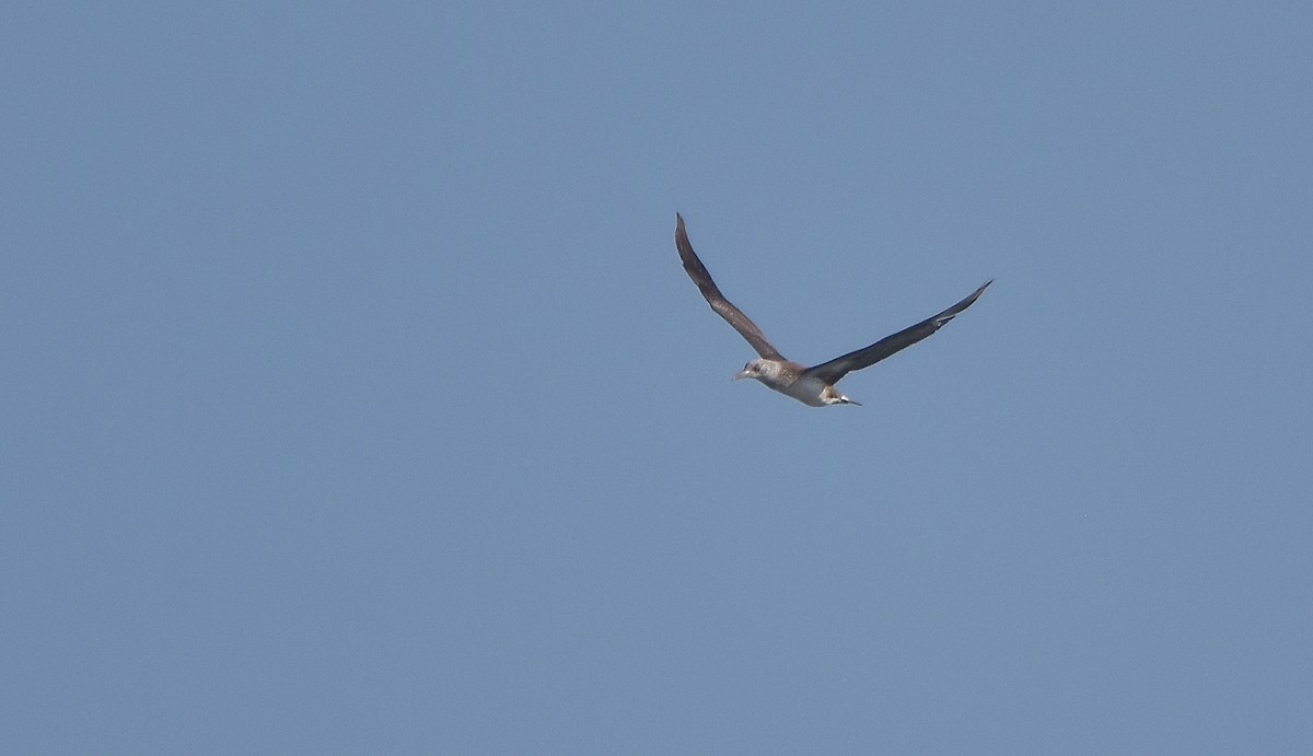 Northern Gannet - ML625363429