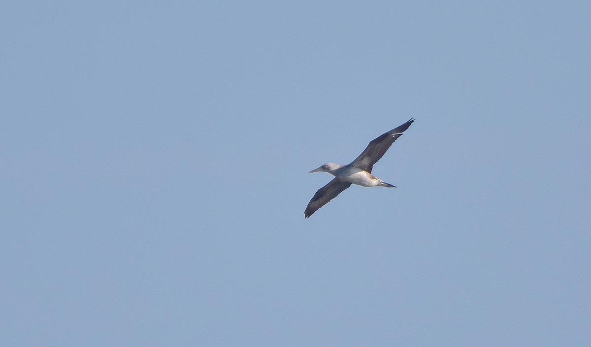 Northern Gannet - ML625363430