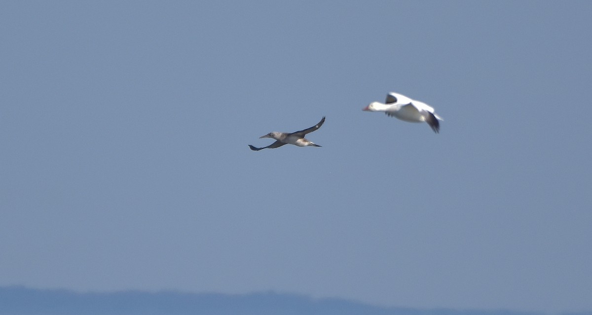 Northern Gannet - Éric Lambert