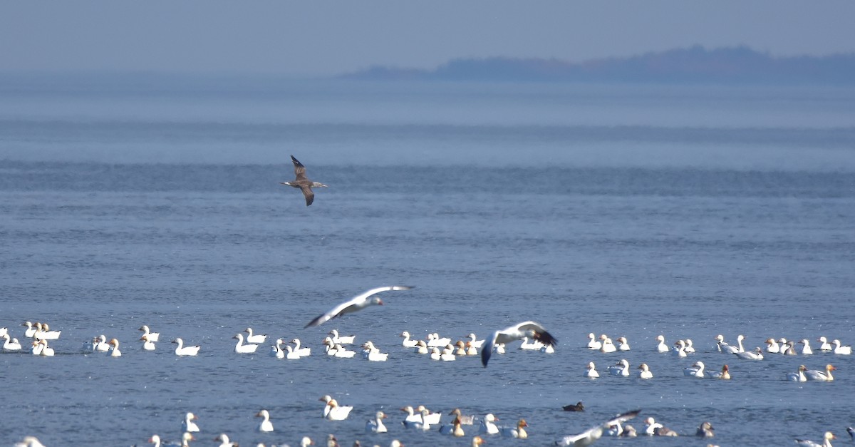 Northern Gannet - ML625363460