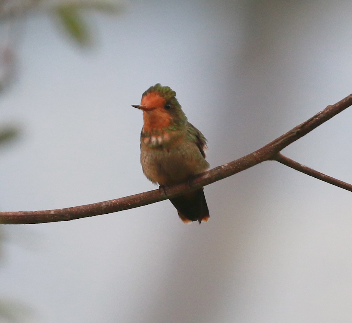 Rufous-crested Coquette - David Stejskal