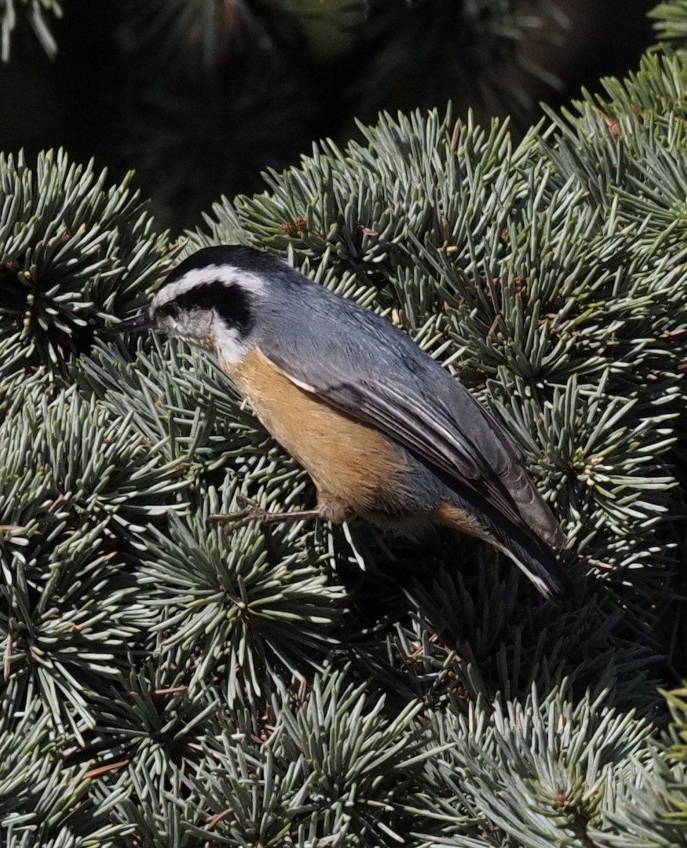 Red-breasted Nuthatch - ML625363557