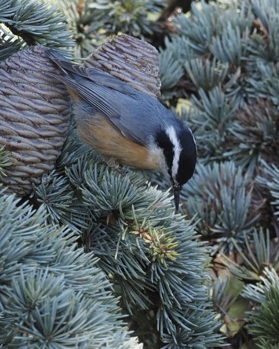 Red-breasted Nuthatch - ML625363558