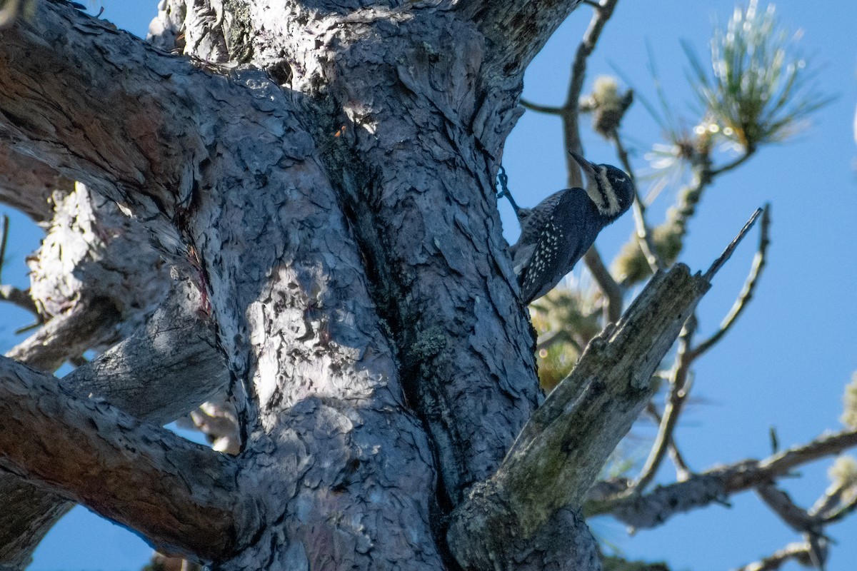 Black-backed Woodpecker - ML625363599