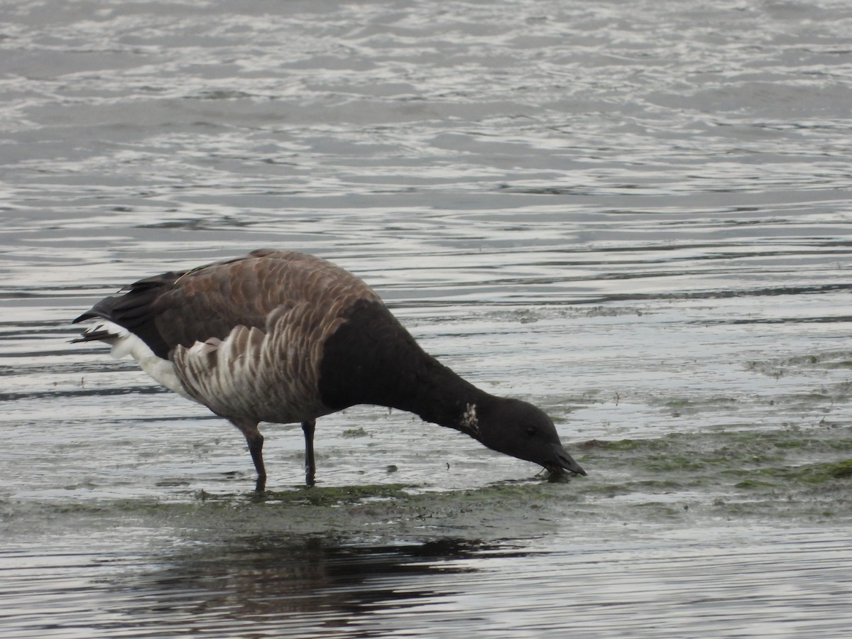 Brant - Franqui Illanes