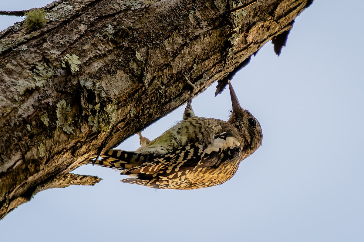 Yellow-bellied Sapsucker - ML625363984