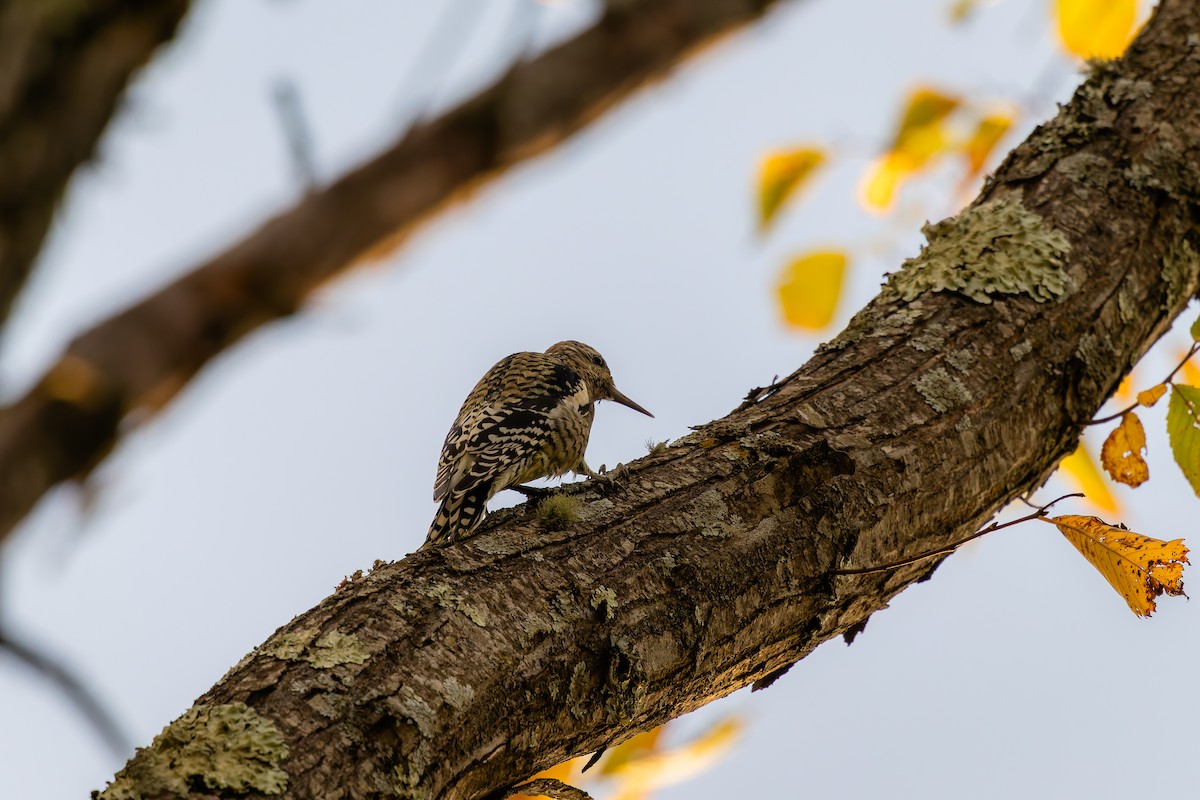 Yellow-bellied Sapsucker - ML625363985