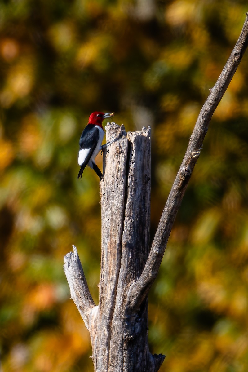 Red-headed Woodpecker - ML625363994