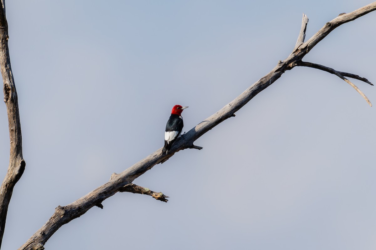 Red-headed Woodpecker - ML625363995