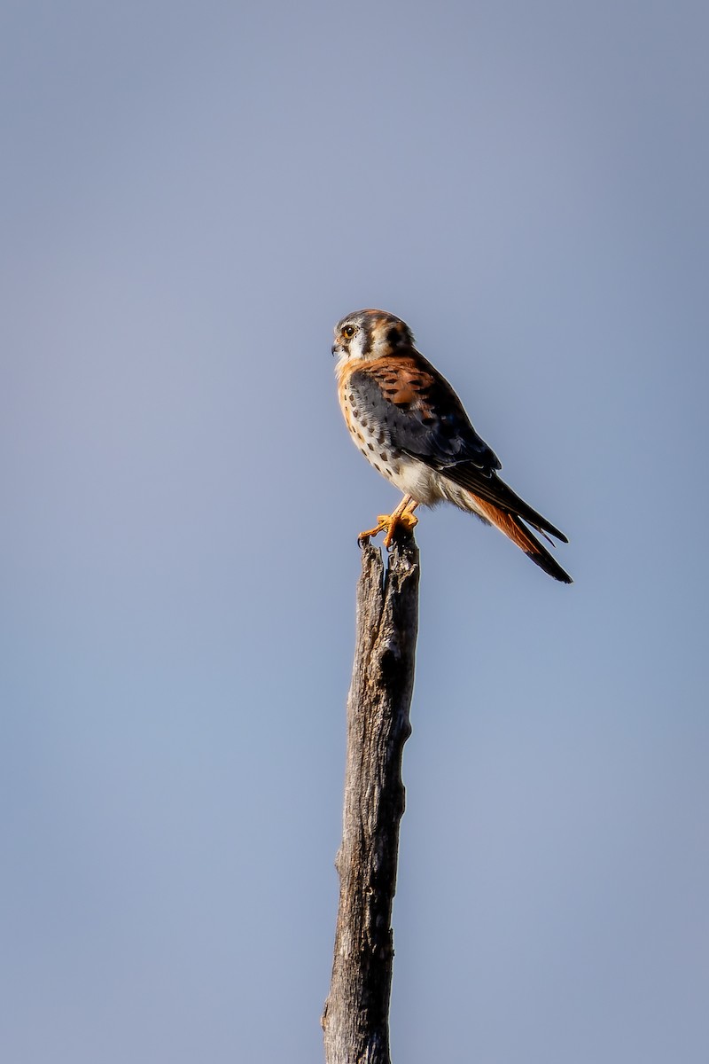 American Kestrel - ML625364007