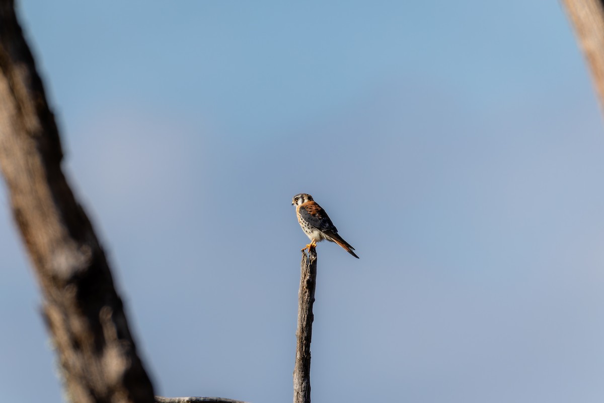 American Kestrel - ML625364009