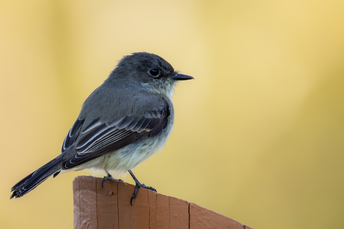 Eastern Phoebe - ML625364029