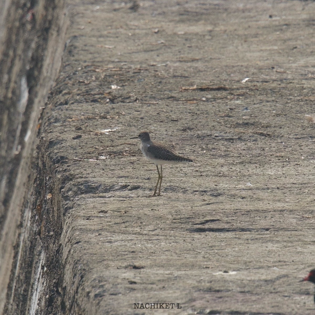 Wood Sandpiper - ML625364033