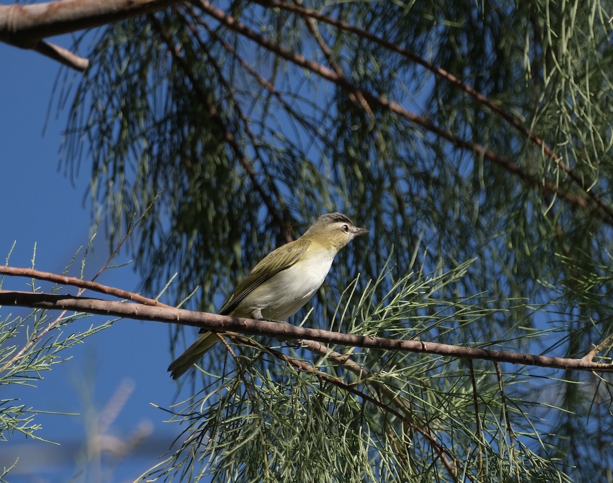 アカメモズモドキ - ML625364051