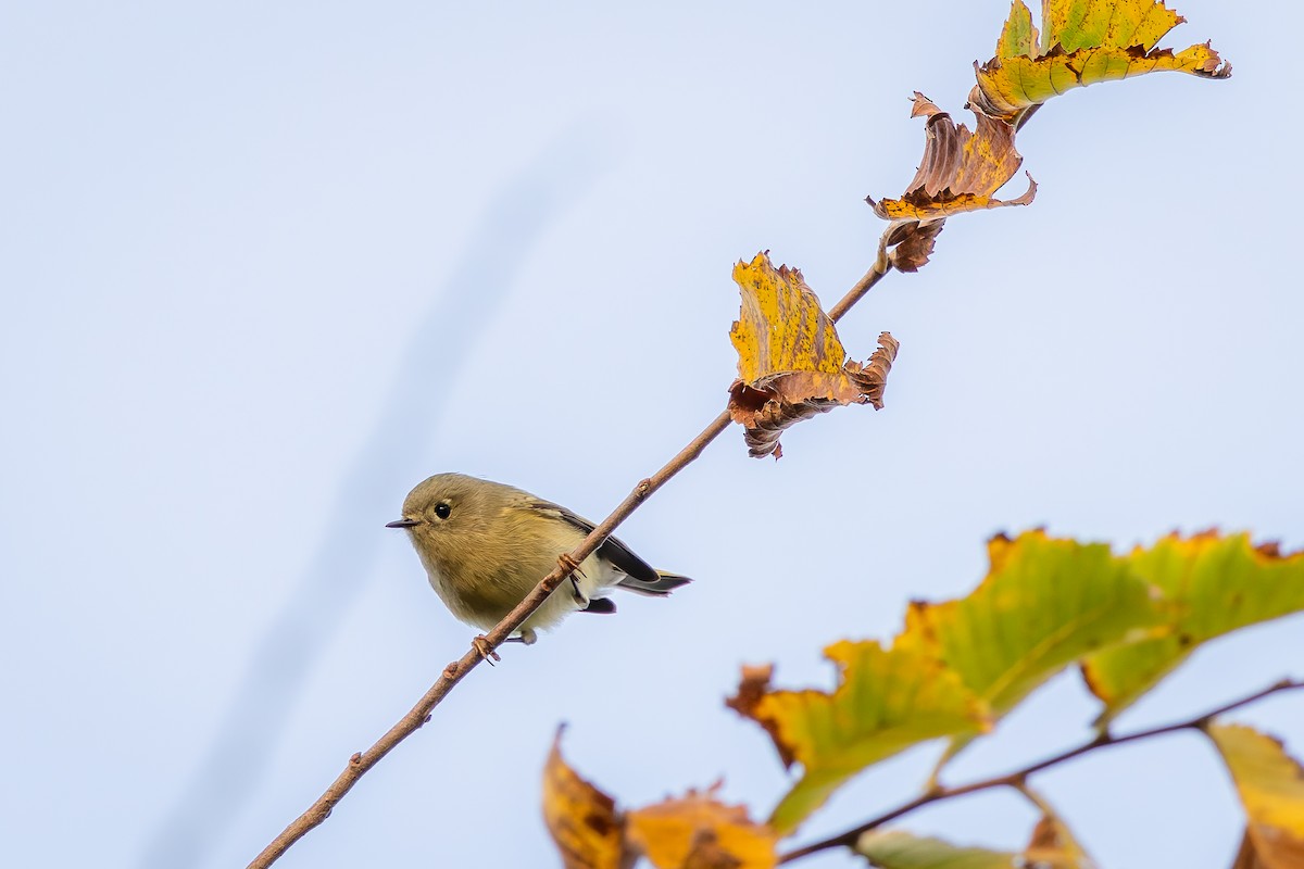Ruby-crowned Kinglet - ML625364073