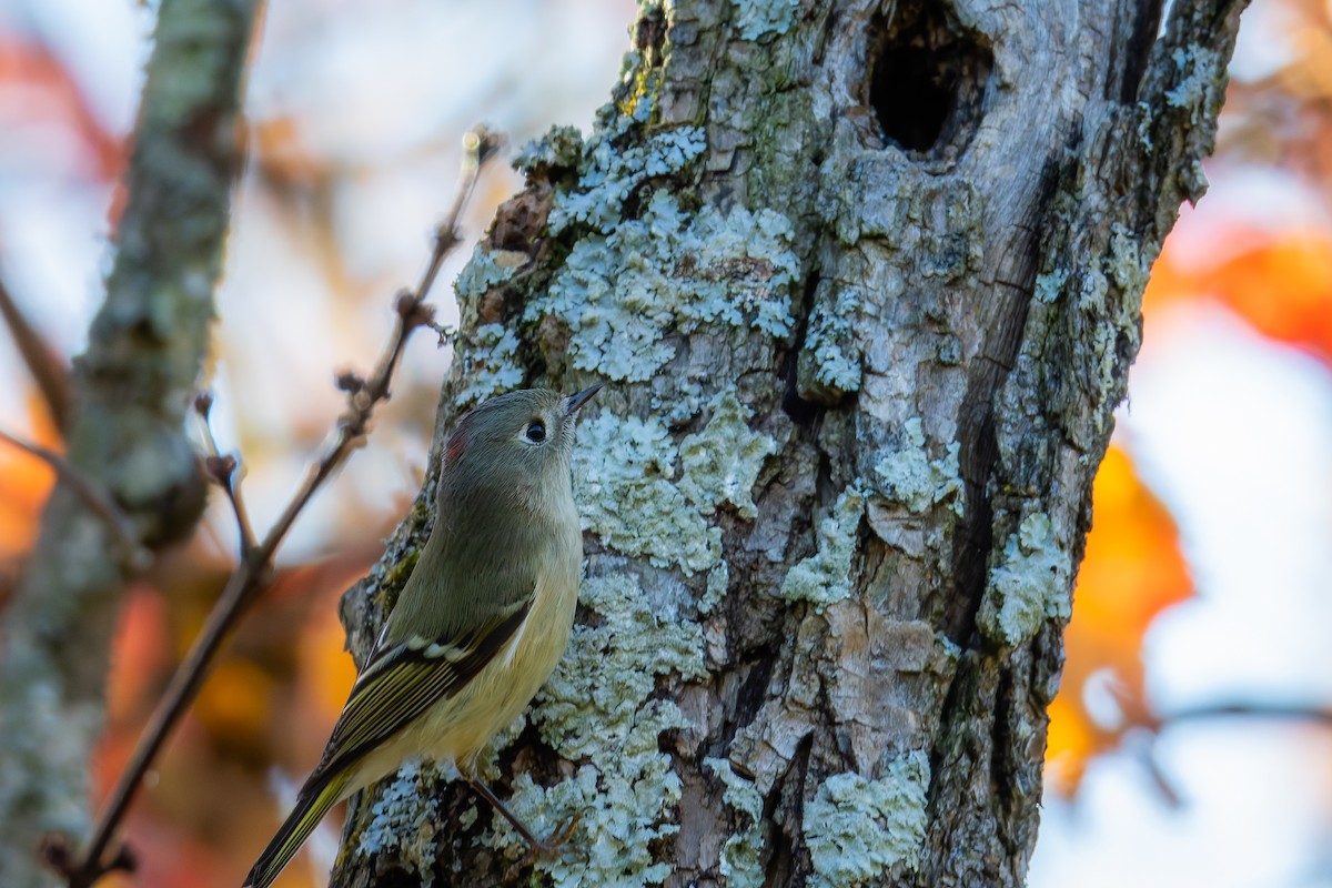 Ruby-crowned Kinglet - ML625364076