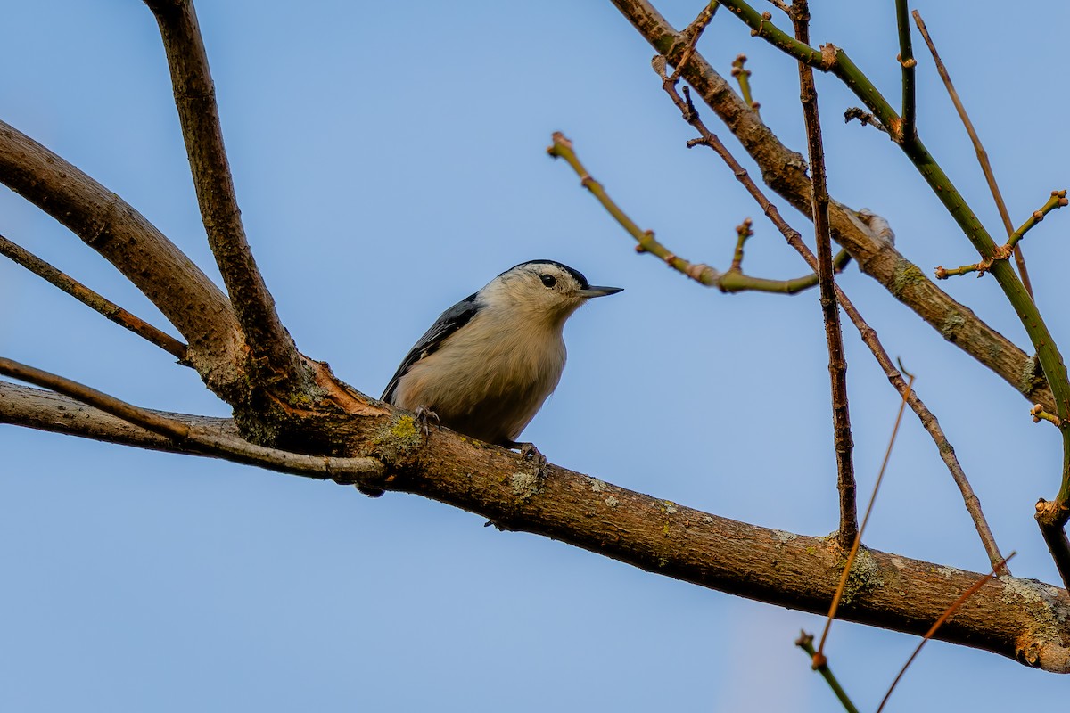 White-breasted Nuthatch - ML625364114