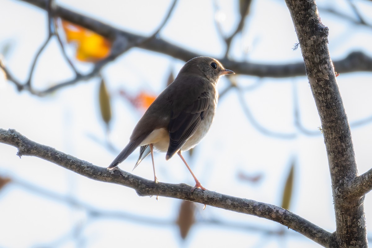 Hermit Thrush - ML625364139