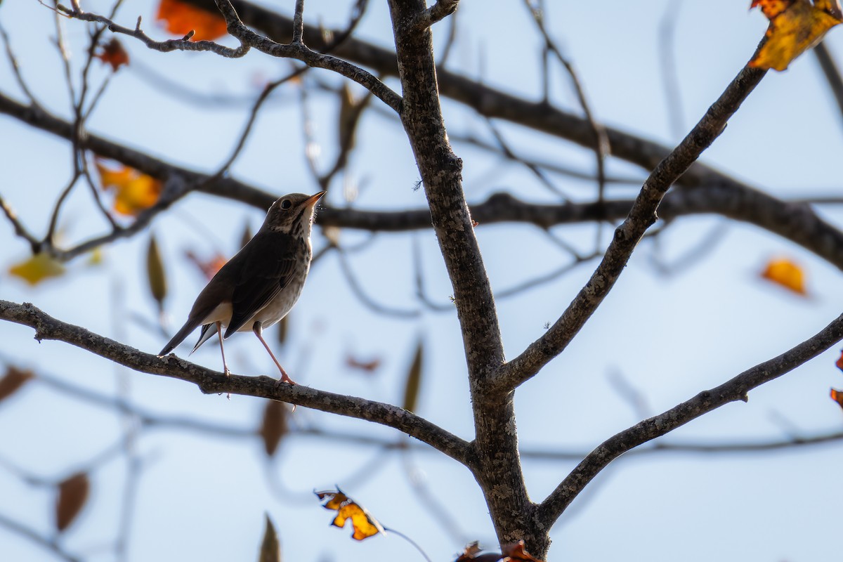 Hermit Thrush - ML625364140